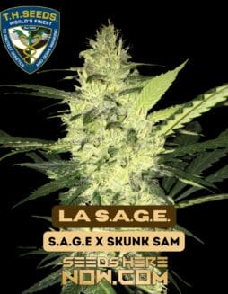 La S.A.G.E. (Feminized) (space) T.H. Seeds