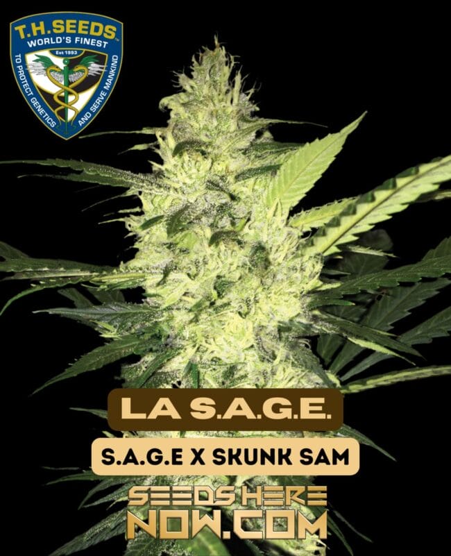 La S.A.G.E. (Feminized) - T.H. Seeds