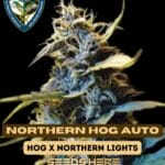 Northern HOG (Autoflower) - T.H. Seeds
