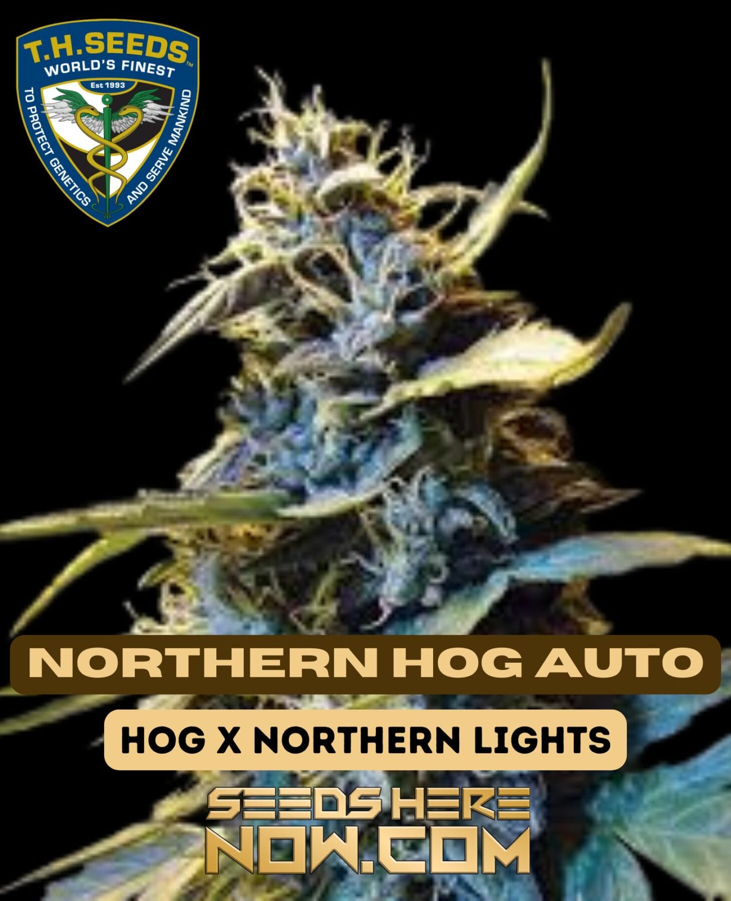 Northern HOG (Autoflower) - T.H. Seeds