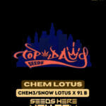 Chem Lotus (Regular) - Top Dawg Seeds