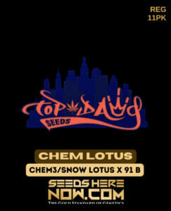 Chem lotus (regular) - top dawg seeds