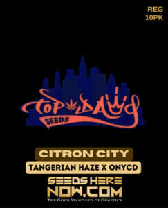 Citron city (regular) - top dawg seeds