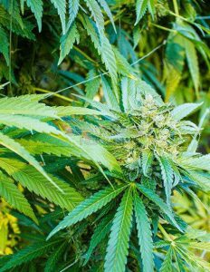 aficionado-seeds-magnum-opus_bdc98e08-09d2-45c6-a5eb-9a07289d5d6b.jpg