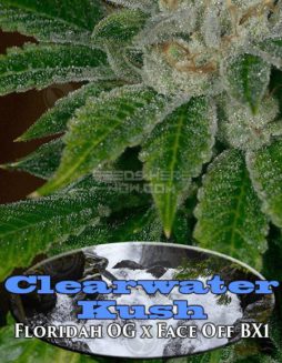 Archive Seed Bank - Clearwater Kush {REG} [12pk]archive seed bank clearwater kush