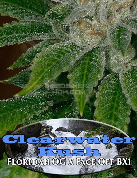 - Archive Seed Bank - Clearwater Kush {Reg} [12Pk]
