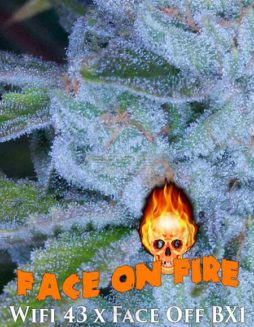 Archive Seed Bank - Face On Fire {REG} [12pk]face on fire marijuana seeds