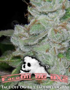 Archive-seed-bank-faceoff-og