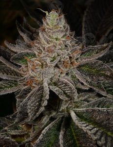archive-seed-bank-flavour-pack_275dbd04-7e6d-4754-8d4c-7029ad80c6ae.jpg