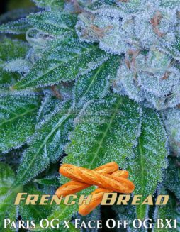 Archive Seed Bank - French Bread {REG} [12pk]French bread strain seeds