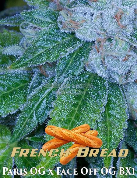 French Bread Strain Seeds