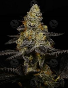 Archive-seed-bank-grapevine