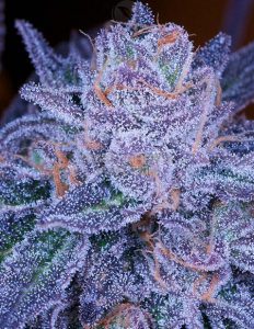 Archive-seed-bank-grimace-og