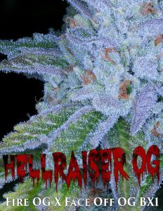 Archive-seed-bank-hellraiser-og_c8d73fe7-3821-4273-a238-207efa2089e0. Jpg