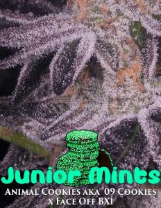 Archive-seed-bank-junior-mints_e7702173-e04e-4b72-a63c-42fe0866e538. Jpg