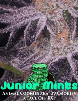 Archive Seed Bank - Junior Mints {REG} [12pk]