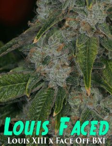 louis faced marijuana seeds picture of marijuana strain