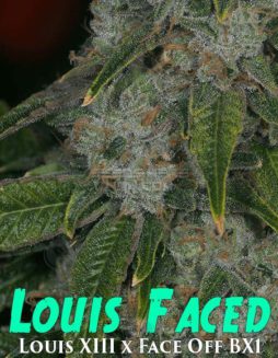 Archive Seed Bank - Louis Faced {REG} [12pk]louis faced marijuana seeds picture of marijuana strain
