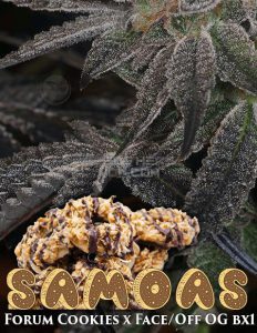 archive-seed-bank-samoas_3c1e1ee4-2d08-4f47-a91b-cc142d0532bb.jpg