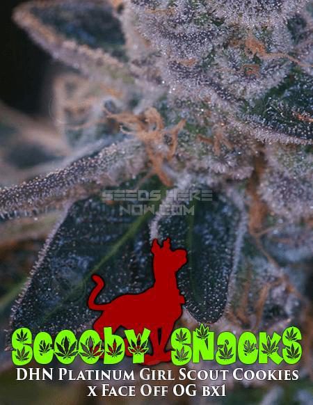 - Archive Seed Bank - Scooby Snacks {Reg} [12Pk]