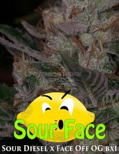 Archive-seed-bank-sour-face_8b16b8fb-4a37-444d-9fb5-302fcc511539. Jpg