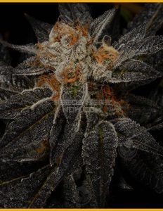 Archive-seed-bank-straight-sauce_cf4ac094-aadb-4dab-a30f-df663c7086d7. Jpg