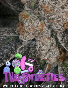 Archive-seed-bank-the-sweeties_38e6ca0a-a039-441f-992f-0017a30dda4d. Jpg