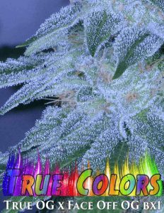 Archive-seed-bank-true-colors_b8a5ffd9-02f7-40d9-b5e2-534a1a37578b. Jpg