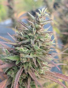 Best-coast-genetics-box-of-remedies