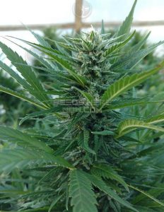 Best-coast-genetics-green-room