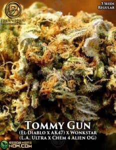 Tommy Gun (Regular) - Best Coast Genetics