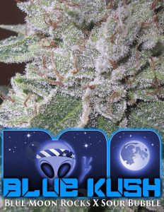 bog-seeds-blue-kush_9fcbc920-f3ab-4abf-ab36-7ac7a7c43e1b.jpg
