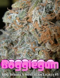 bog-seeds-bogglegum_aec3ba74-fb98-4da9-b28f-bd906817f53d.jpg