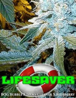 BOG Seeds - LifeSaver {REG} [13pk]