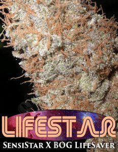 bog-seeds-lifestar_e2269813-a42d-4f28-bbe7-be9a95179b3a.jpg