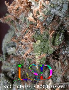 Bog-seeds-lsd