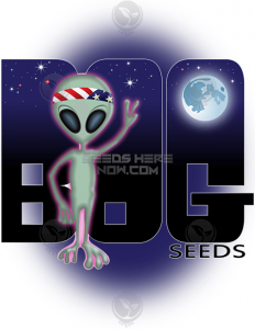 Bog Seeds