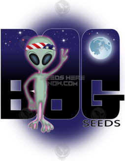 BOG Seeds - Grape Punch {REG} [13pk]