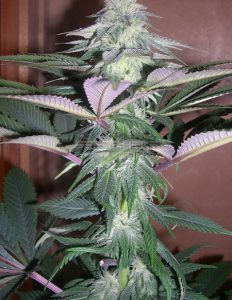 Autoflowering_feminized_seeds