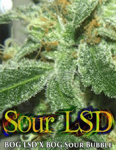 Bog Seeds Sour LSD
