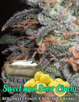 BOG Seeds - Sweet and Sour Cindy