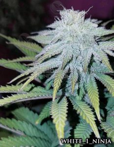 Blueberry Shortcake (Feminized) - Cannarado Genetics