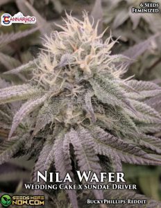 Nila Wafer (Feminized) - Cannarado Genetics