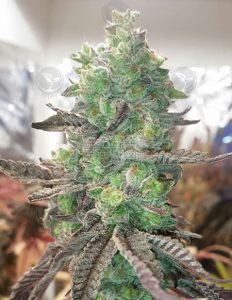 One Night Stand (Regular) - Cannarado Genetics