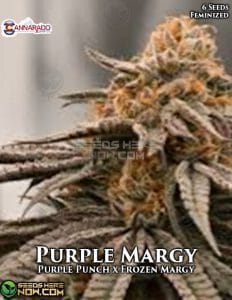 Purple Margy (Regular) - Cannarado Genetics