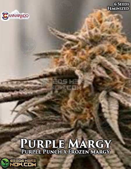 Cannarado-Genetics-Purple-Margy