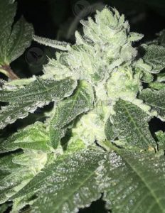 Sunset Sherbet IX (Feminized) - Cannarado Genetics