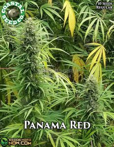 Panama red (regular) - coastal seed co.