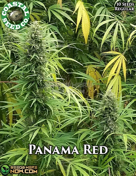- Coastal Seed Co. - Panama Red {Reg} [10Pk]