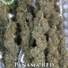 Panama red (regular) - coastal seed co.